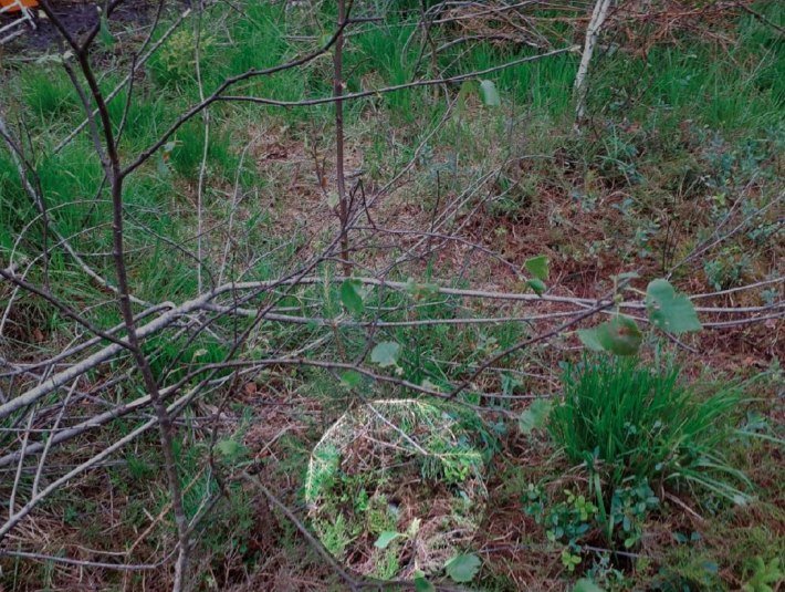 Selbst mit der Markierung ist das Gelege kaum zu erkennen - bitte bleib' deshalb w&auml;hren der Brutzeit unbedingt auf den Wegen und leine Deinen Hund an, damit so ein unscheinbares Nest nicht versehentlich zerst&ouml;rt wird. , &copy; Sabine Tappertzhofen, LBV Kreisgruppe Bad T&ouml;lz-Wolfratshausen