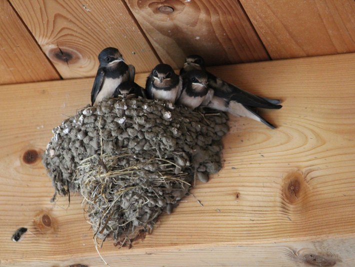 Rauchschwalben im Nest, © Pixabay