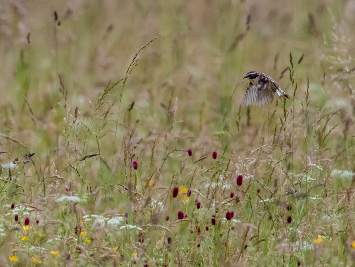 Das Braunkehlchen sucht in den artenreichen Streuwiesen Futter, © Bettina Kelm|Wiesenbrüterbeauftragte für das Loisach-Kochelsee-Moor