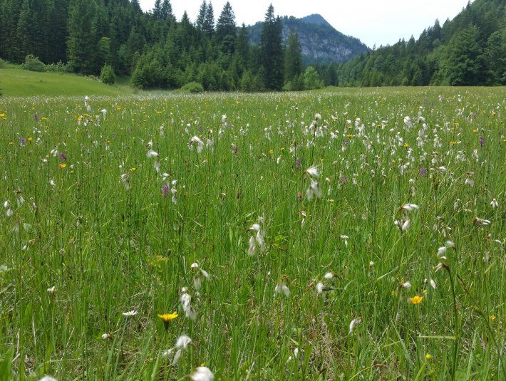 Streuwiese in der Jachenau, &copy; Landratsamt Bad T&ouml;lz-Wolfratshausen|Joachim Kaschek