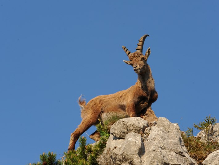 Steinbock, © Archiv Tölzer Land Tourismus|Foto: Hubs Walther