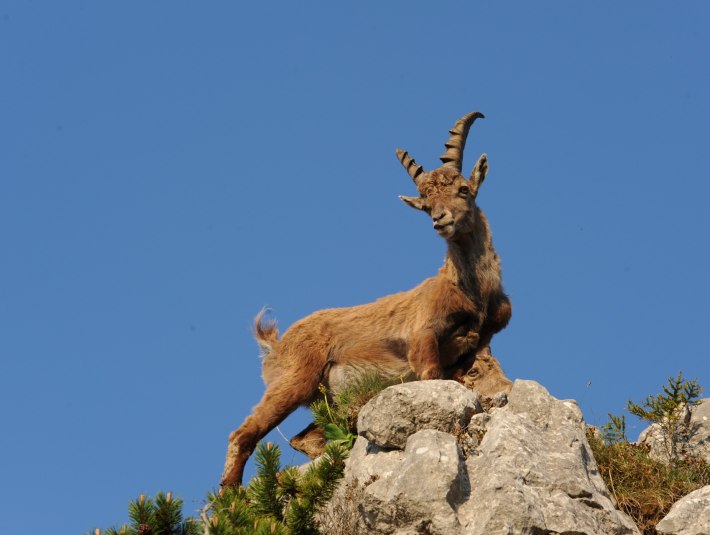 Steinbock, © Archiv Tölzer Land Tourismus|Foto: Hubs Walther