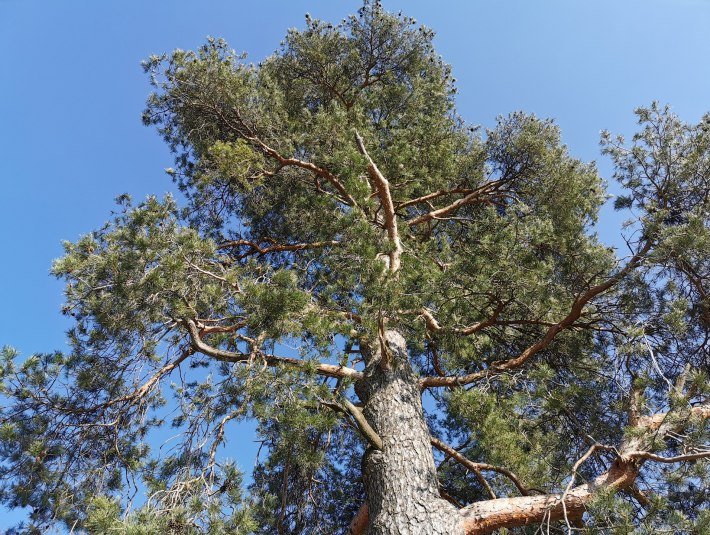 Eine stattliche Kiefer, &copy; T&ouml;lzer Land Tourismus|J. Kirschenhofer