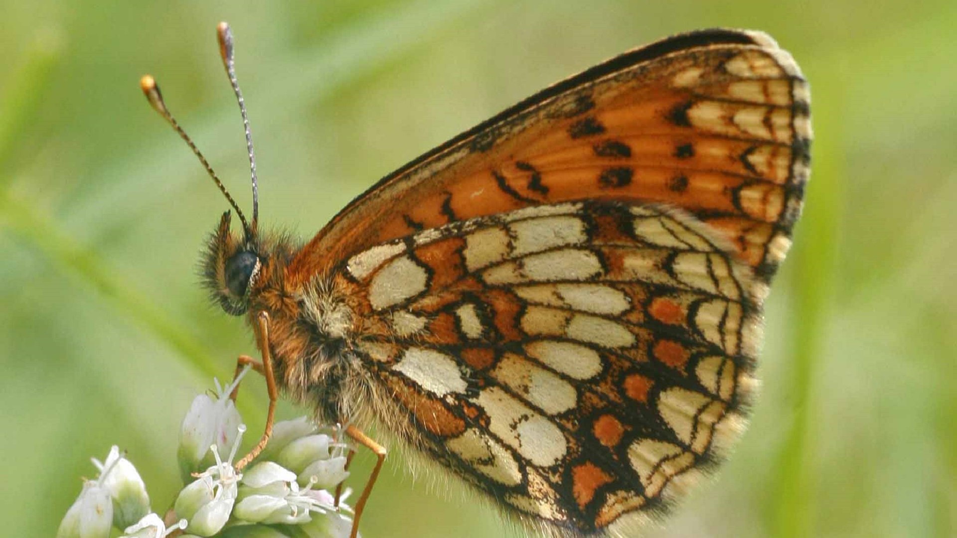 Der Schmetterling (Wachtelweizen-Scheckenfalter) besucht eine Knöterich Art (polygonum viviparum), © Landratsamt Bad Tölz-Wolfratshausen|Joachim Kaschek