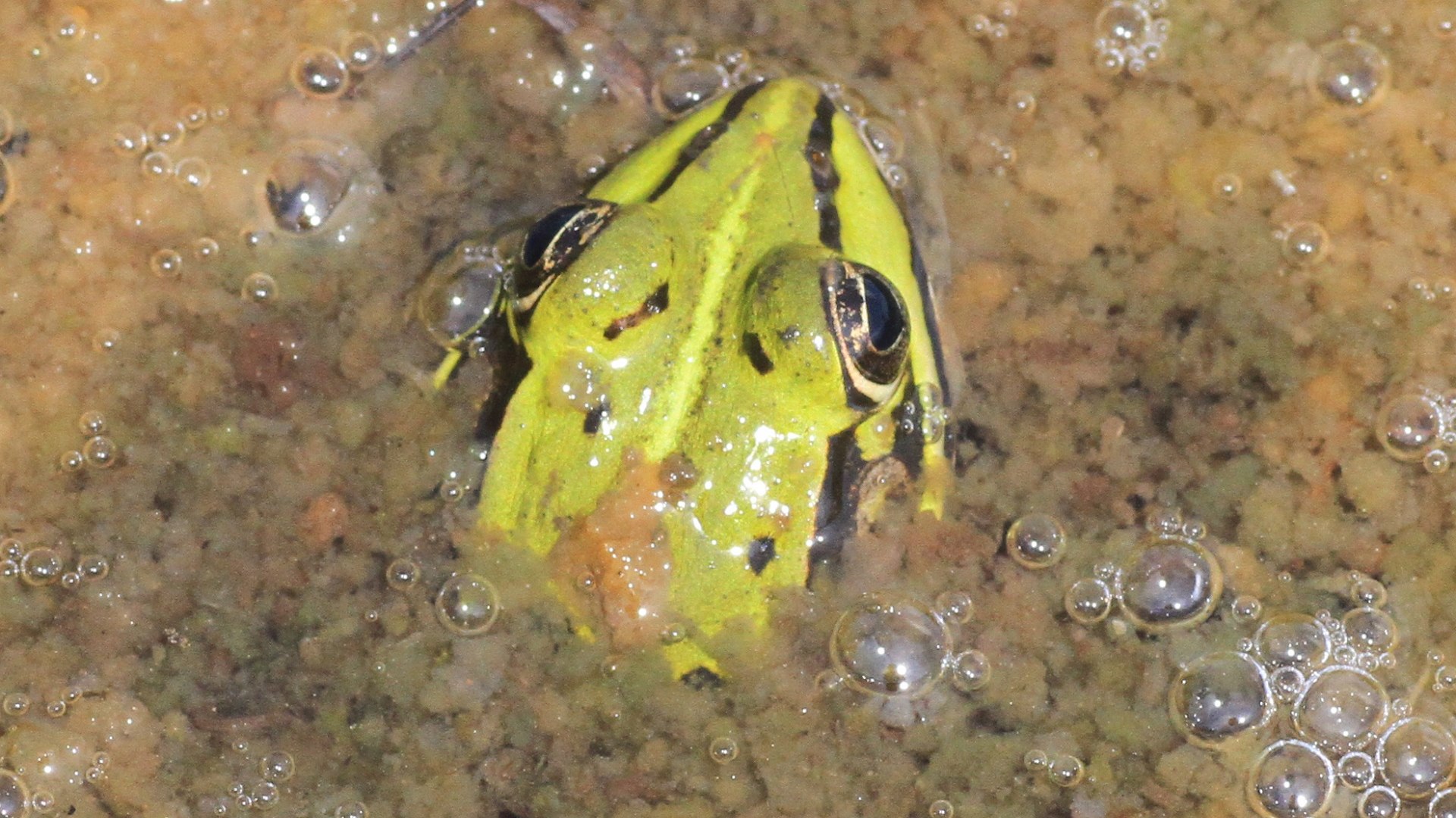 Der auch am Kirchsee vorkommende Seefrosch wird 10 bis 16 cm gro&szlig;. Seine Oberseite ist olivgr&uuml;n oder olivbraun mit deutlichen
dunklen Flecken., &copy; Landratsamt Bad T&ouml;lz-Wolfratshausen|Joachim Kaschek