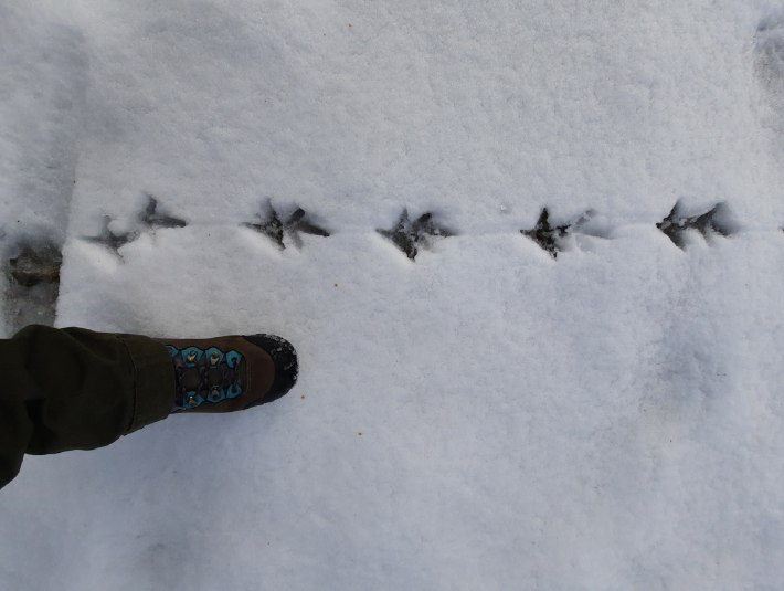 Birkhuhn-Spur im Schnee, © Landratsamt Bad Tölz-Wolfratshausen|H. Heither