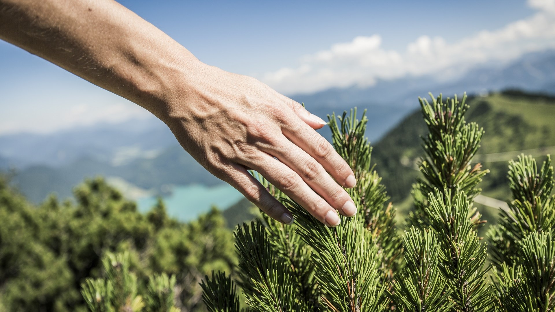 Natur erleben  - sanft ber&uuml;hrt die Hand die Latschenzweige am Berg vor dem Hintergrund des t&uuml;rkisblauen Walchensees, &copy; Tourist Info Kochel a. See/Walchensee|Thomas Kujat
