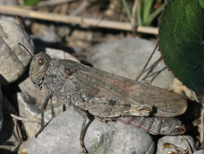 In Ruhestellung ist sie - obwohl sie fast 4 cm lang ist - dank ihres grau-braunen oder grau-grünen Tarnkleids nahezu unsichtbar. Mit Ihrer Körperlänge gehört sie zu den größten einheimischen Feldheuschrecken., © Landratsamt Bad Tölz-Wolfratshausen|Joachim Kaschek