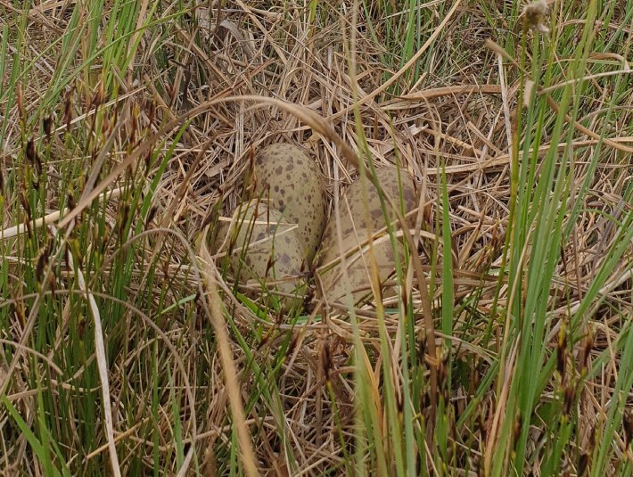 Da das Nest der seltenen Brachvögel kaum auffällt, ist es besonders wichtig, auf den Wegen zu bleiben und Hunde anzuleinen. Denn wenn man das Nest sieht, steht man womöglich bereits voll darauf!, © Bettina Kelm