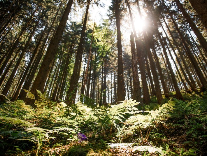 Waldreich ist es bei uns, &copy; Archiv T&ouml;lzer Land Tourismus|Leonie Lorenz