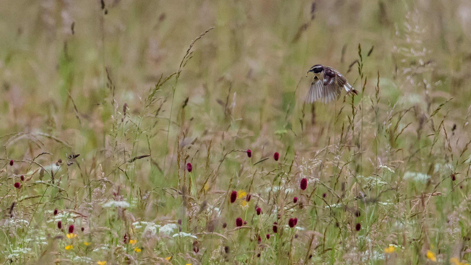 Das Braunkehlchen sucht in den artenreichen Streuwiesen Futter, © Bettina Kelm|Wiesenbrüterbeauftragte für das Loisach-Kochelsee-Moor