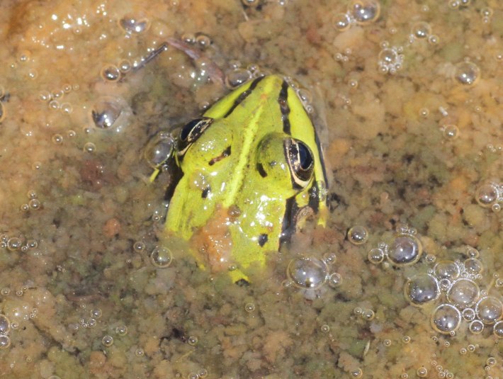 Der auch am Kirchsee vorkommende Seefrosch wird 10 bis 16 cm groß. Seine Oberseite ist olivgrün oder olivbraun mit deutlichen
dunklen Flecken., © Landratsamt Bad Tölz-Wolfratshausen|Joachim Kaschek