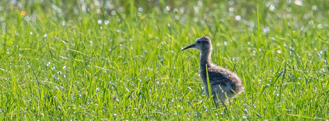 Der Brachvogel ist vom Aussterben bedroht und findet im Tölzer Land in den Streuwiesen, © Bettina Kelm