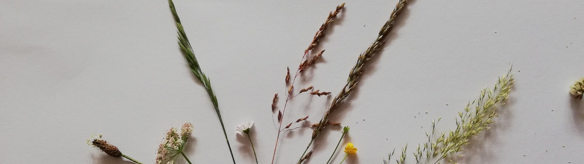 Wiesen-Kr&auml;uter, &copy; T&ouml;lzer Land Tourismus|J. Kirschenhofer