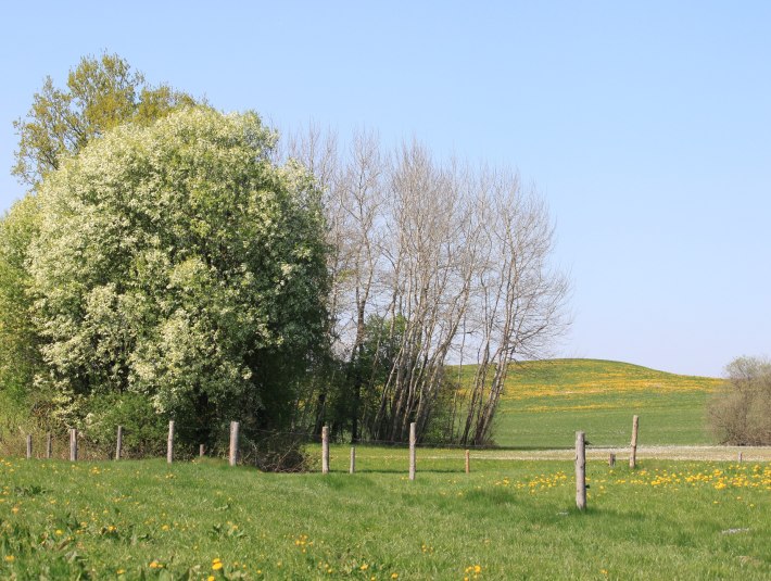 Auch wenn eine Tiere auf der Weide zu sehen sind - während der &quot;Wuchszeit&quot; zwischen April und September, dürfen Wiesen nicht betreten werden. Bitte bleibe auf den Wegen un dvermeide Müll, denn die Blumen und Gräser der Wiesen dienen als Futtermittel für Nutztiere - (Hunde-)Kot und Abfälle verunreinigen Gras und Heu. Das kann bei Nutz- und Wildtieren zu verletzungen führen!, © Tölzer Land Tourismus|J. Kirschenhofer