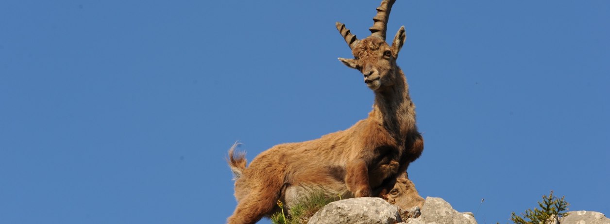 Steinbock, © Archiv Tölzer Land Tourismus|Foto: Hubs Walther