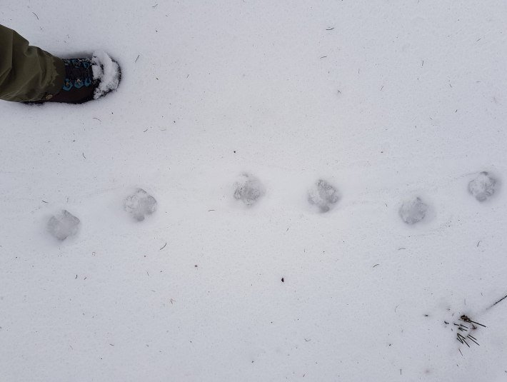 Spurensuche im Schnee - hier die F&auml;hrte eines Luchs', &copy; Landratsamt Bad T&ouml;lz-Wolfratshausen|H.  Heither