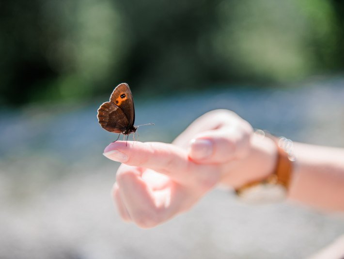 Welch ein Gl&uuml;cksgef&uuml;hl, wenn sich ein zarter Schmetterling auf den Finger setzt, &copy; Archiv T&ouml;lzer Land Tourismus|Leonie Lorenz