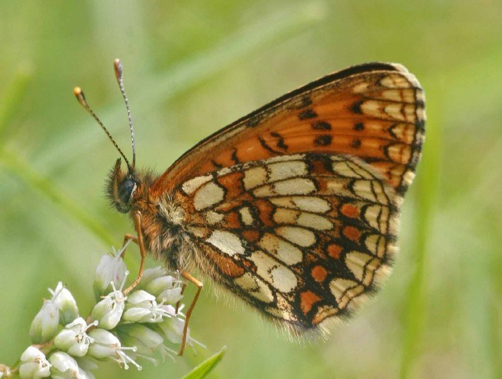 Der Schmetterling (Wachtelweizen-Scheckenfalter) besucht eine Knöterich Art (polygonum viviparum), © Landratsamt Bad Tölz-Wolfratshausen|Joachim Kaschek