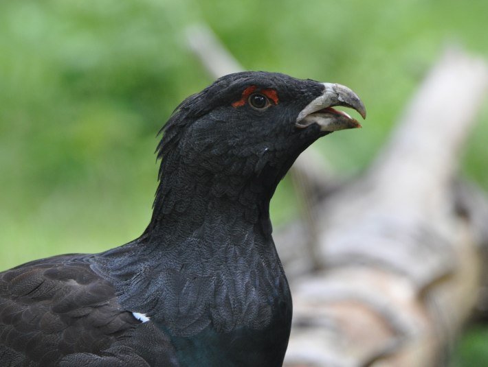 Der Auerhahn ist selten geworden im Gebirge - er reagiert besonders empfindlich auf Störungen in seinem Lebensraum. Deshalb sind die Wald-Wild-Schongebiete sommers wie winters so wichtig!, © Landratsamt Bad Tölz-Wolfratshausen|Hannah Heither