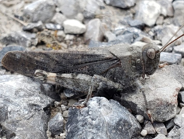 Die rotflügelige Schnarrschrecke, © Landratsamt Bad Tölz-Wolfratshausen|Kaschek