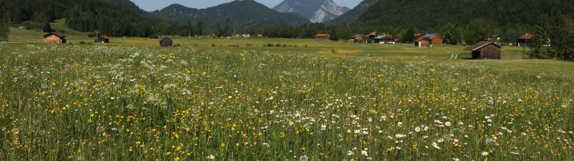 Wiese im Fr&uuml;hsommer im Sonnental der Jachenau , &copy; Archiv T&ouml;lzer Land Tourismus|Foto Hans Schwaiger