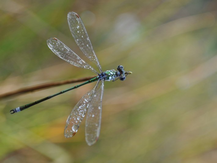 Federlibelle, © Landratsamt Bad Tölz-Wolfratshausen|Hannah Heither