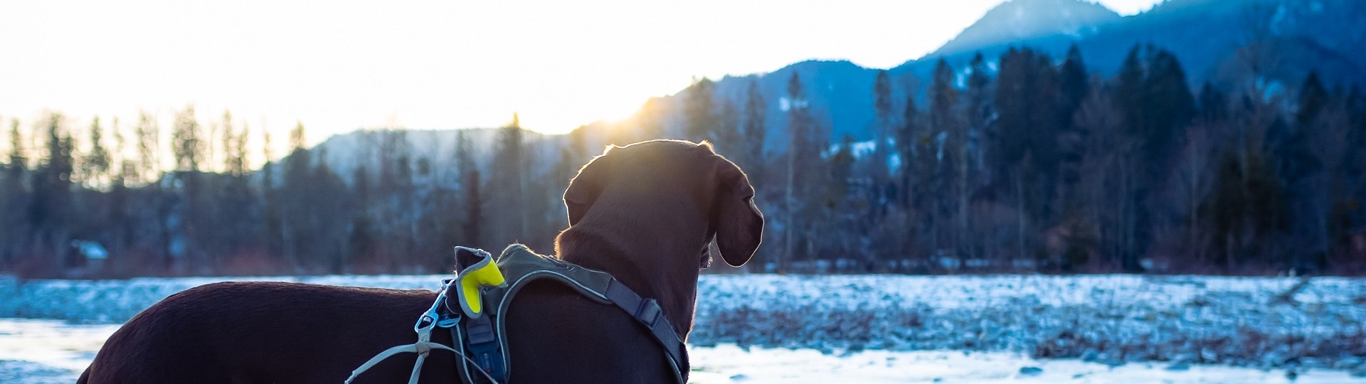 Ein brauner, kurzhaariger Hund steht in der Winterlandschaft an einem Gewässer und blickt in die winterlichen Berge., © Landratsamt Bad Tölz-Wolfratshausen|Foto: S. Gerg