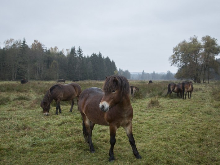 Exmoorponys als Landschaftspfleger, © Stiftung Kunst und Natur Nantesbuch | Elias Hassos