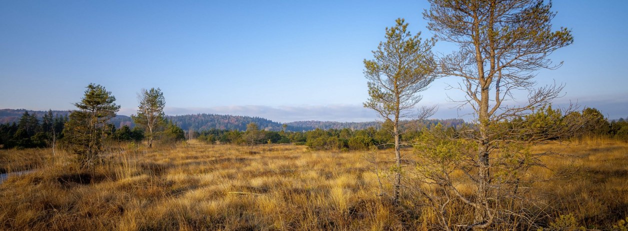 Im Ellbach-Kirchsee-Moor, © Archiv Tölzer Land Tourismus|Max Gast