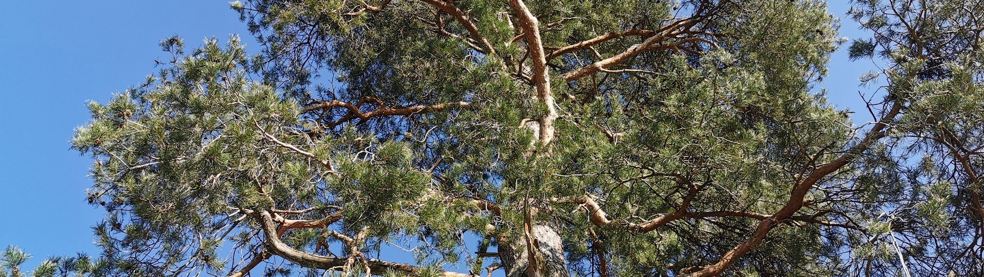 Eine stattliche Kiefer, &copy; T&ouml;lzer Land Tourismus|J. Kirschenhofer
