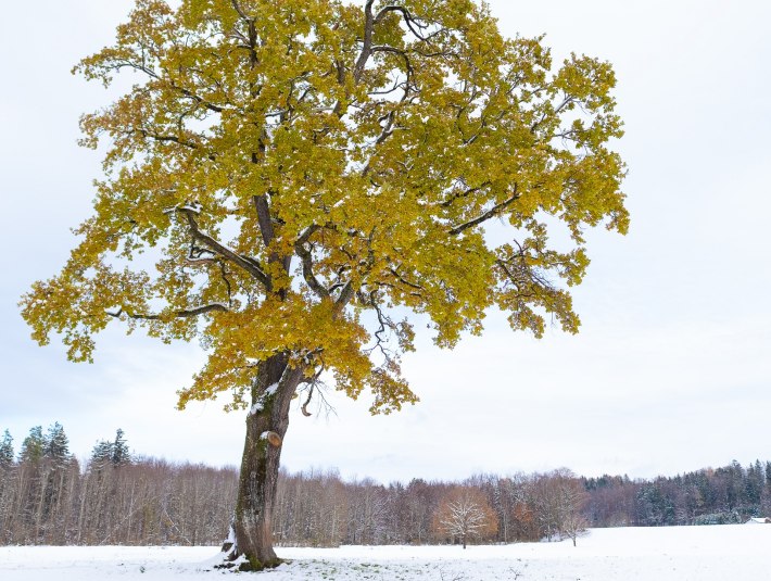 Gelb-grün leuchten die Blätter eines einzeln stehenden Laubbaumes in der Winterlandschaft, © Landratsamt Bad Tölz-Wolfratshausen|Foto: S. Gerg