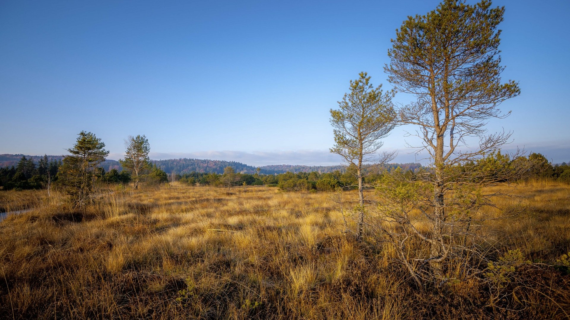 Im Ellbach-Kirchsee-Moor, &copy; Archiv T&ouml;lzer Land Tourismus|Max Gast