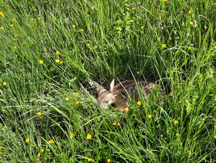 Rehkitze drücken sich zur Feindvermeidung in den Boden und flüchten nicht! Deshalb bitte Hunde unbedingt an die Leine. Vermeintlich alleine gelassene Rehkitze nicht anfassen, da die Mutter sie sonst nicht mehr annimmt. Im Zweifel, verständige bitte den zuständigen Revierjäger., © Landratsamt Bad Tölz-Wolfratshausen|Hannah Heither