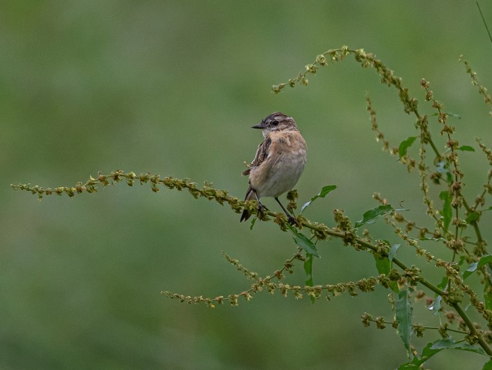 Braunkehlchen gehören als Zugvögel zu wahren Langstreckenfliegern - rd. 5000 km legt der nur ca. 12cm große Vogel auf dem Weg zu den Brutgebieten zurück. Er braucht besonders insektenreiche Wiesen, wie er sie z.B. im Loisach-Kochelsee-Moor oder Ellbach-Kirchsee-Moor vorfindet. In Bayern steht er auf der Roten Liste und gilt als vom Aussterben bedroht!, © Bettina Kelm