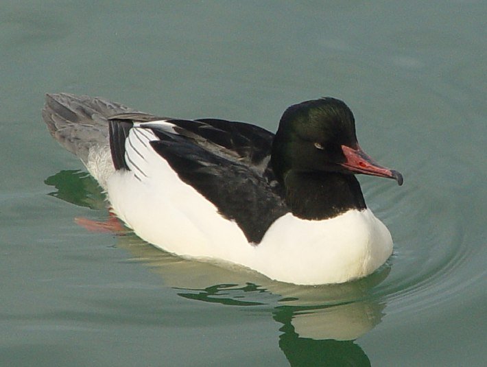 Der große, stromlinienförmige Entenvogel ist ganzjährig zu beobachten., © Landratsamt Bad Tölz-Wolfratshausen|Joachim Kaschek