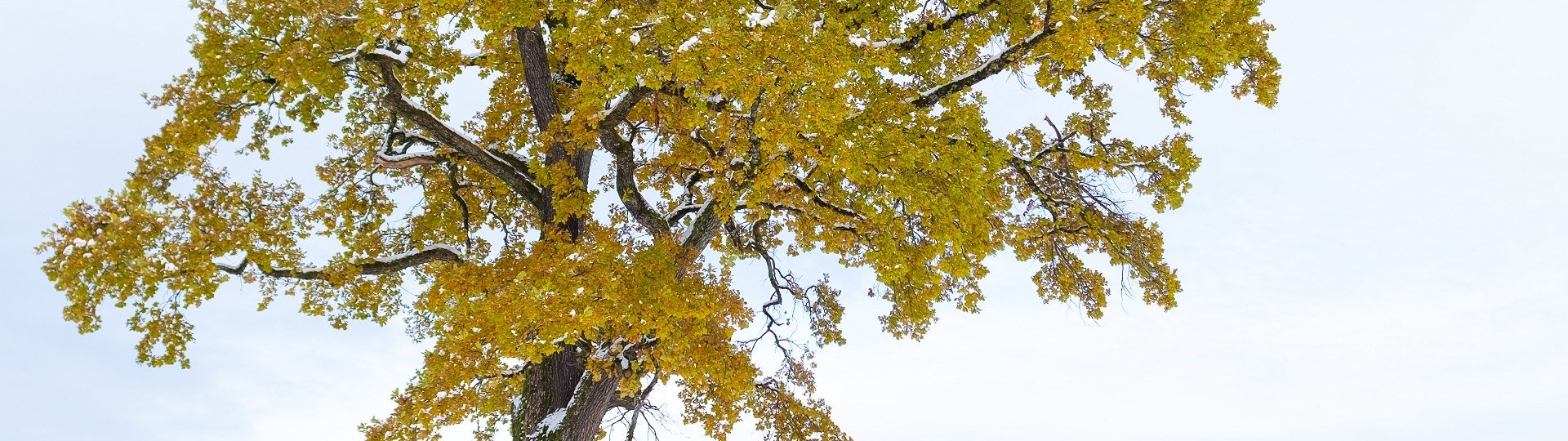 Gelb-grün leuchten die Blätter eines einzeln stehenden Laubbaumes in der Winterlandschaft, © Landratsamt Bad Tölz-Wolfratshausen|Foto: S. Gerg