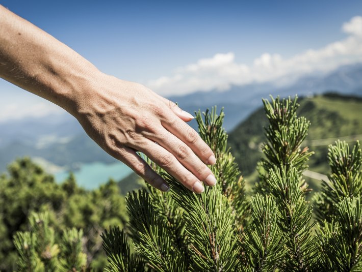 Natur erleben  - sanft ber&uuml;hrt die Hand die Latschenzweige am Berg vor dem Hintergrund des t&uuml;rkisblauen Walchensees, &copy; Tourist Info Kochel a. See/Walchensee|Thomas Kujat