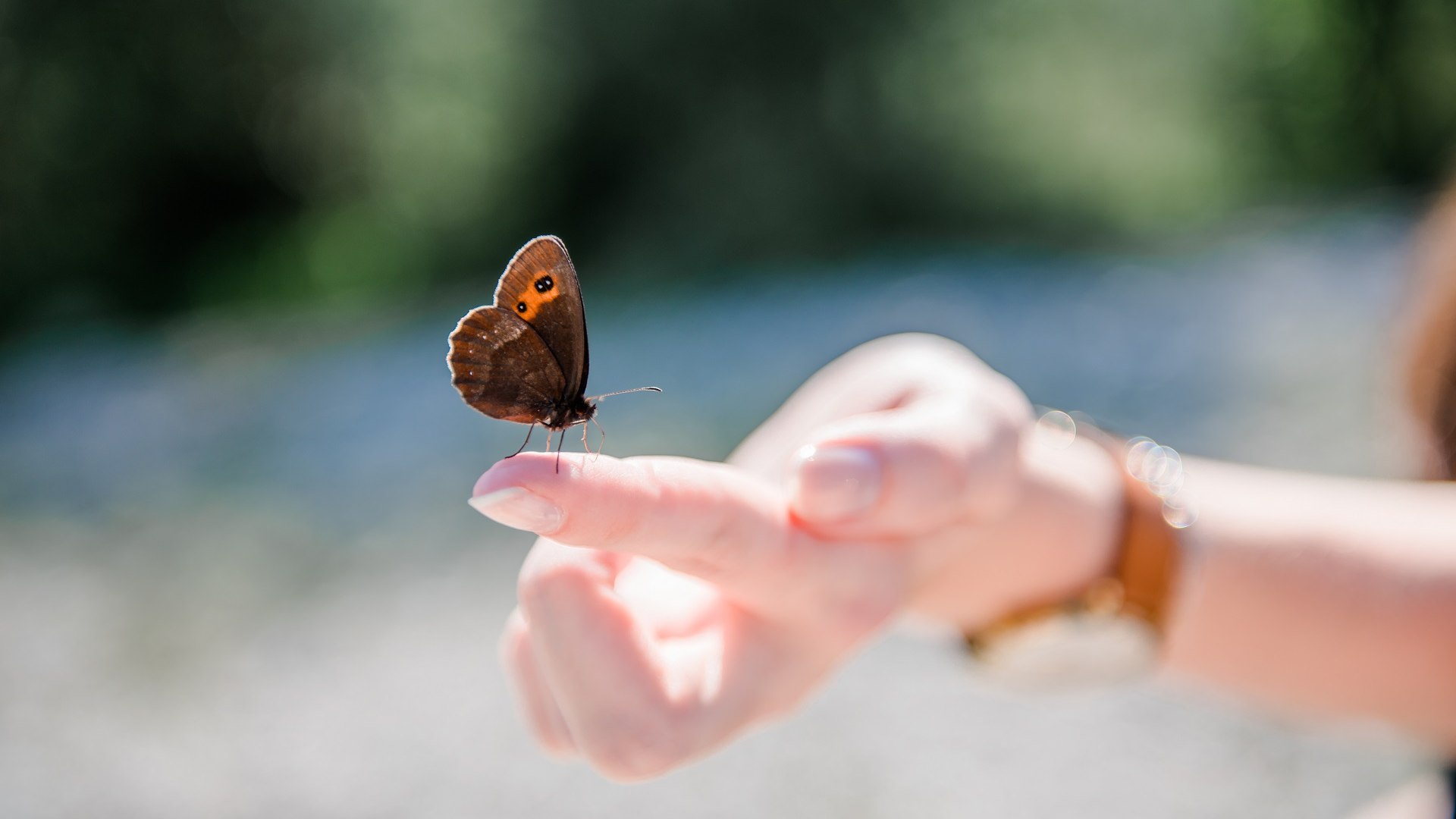Welch ein Gl&uuml;cksgef&uuml;hl, wenn sich ein zarter Schmetterling auf den Finger setzt, &copy; Archiv T&ouml;lzer Land Tourismus|Leonie Lorenz