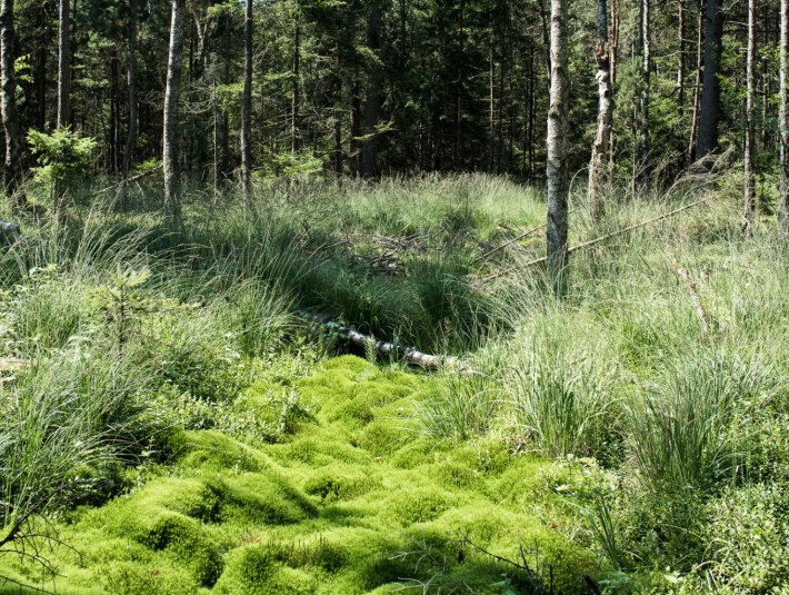 Ein Stück Urnatur, © Stiftung Kunst und Natur Nantesbuch | Elias Hassos