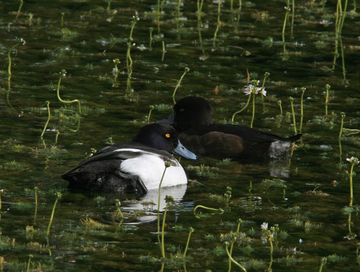 Reiherenten ernähren sich Hauptsächlich von Muscheln, Wasserinsekten und Larven., © Landratsamt Bad Tölz-Wolfratshausen|Joachim Kaschek