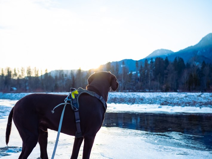 Ein brauner, kurzhaariger Hund steht in der Winterlandschaft an einem Gew&auml;sser und blickt in die winterlichen Berge., &copy; Landratsamt Bad T&ouml;lz-Wolfratshausen|Foto: S. Gerg