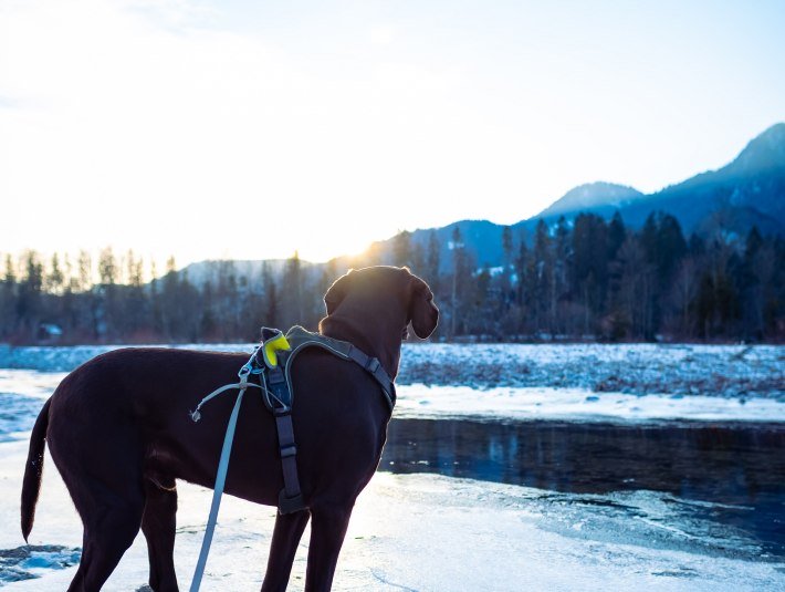 Ein brauner, kurzhaariger Hund steht in der Winterlandschaft an einem Gewässer und blickt in die winterlichen Berge., © Landratsamt Bad Tölz-Wolfratshausen|Foto: S. Gerg